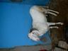LUI C KING JUNIOR UN GENTLE MOUTON